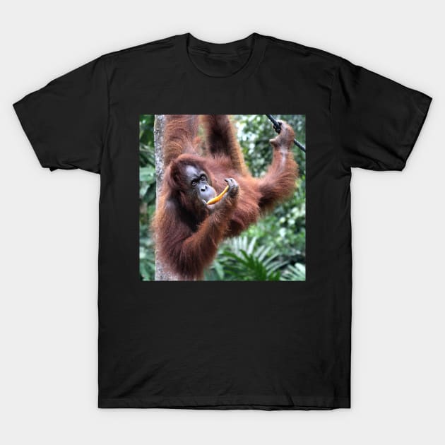 Just Hanging Around, Young Female Orangutan, Borneo T-Shirt by Carole-Anne